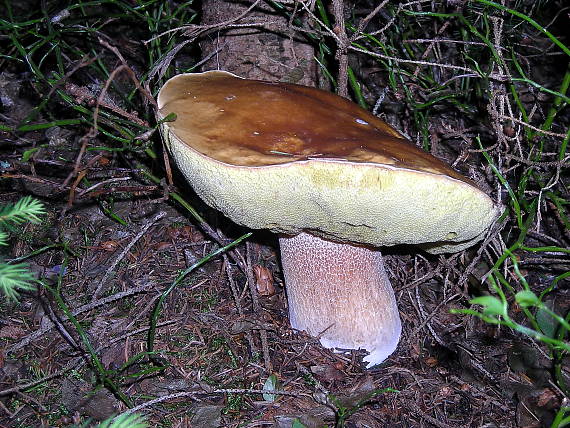 hríb smrekový Boletus edulis Bull.