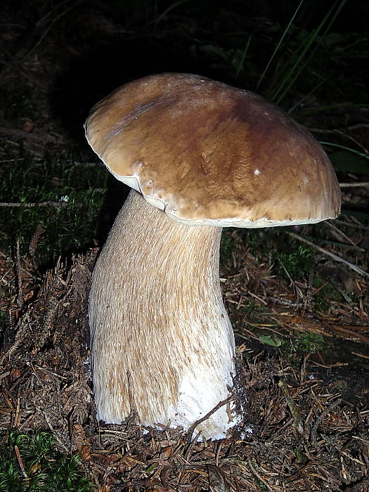 hríb smrekový Boletus edulis Bull.