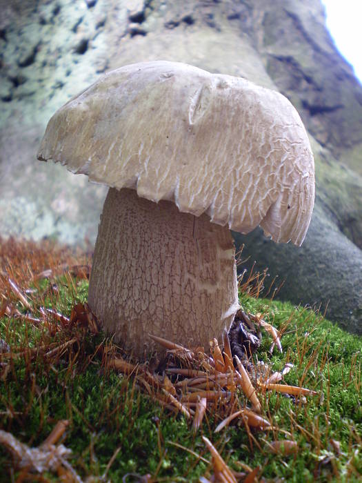 hríb dubový Boletus reticulatus Schaeff.