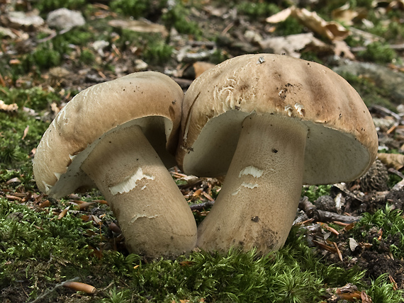 hríb dubový Boletus reticulatus Schaeff.