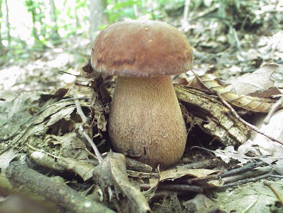 hríb dubový Boletus reticulatus Schaeff.