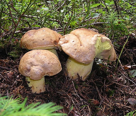 hríb horský Butyriboletus subappendiculatus (Dermek, Lazebn. & J. Veselský) D. Arora & J.L. Frank