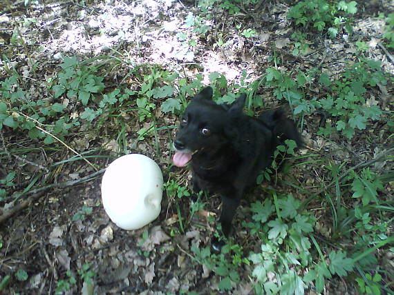 vatovec obrovský Calvatia gigantea (Batsch) Lloyd