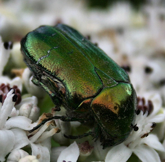 zlatoň obyčajný Cetonia aurata