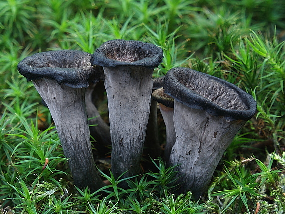 lievik trúbkovitý Craterellus cornucopioides (L.) Pers.