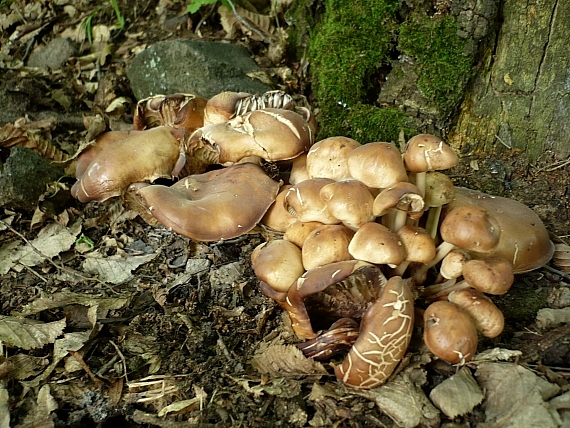 peniazovka vretenohlúbiková Gymnopus fusipes (Bull.) Gray