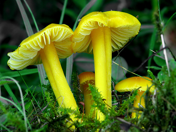 lúčnica citrónovožltá Hygrocybe chlorophana (Fr.) Wünsche