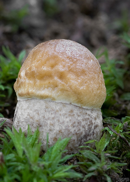 kozák hrabový Leccinum pseudoscabrum (Kallenb.) Šutara