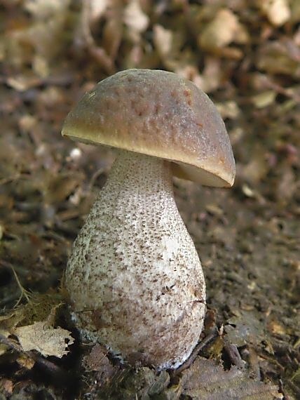 kozák hrabový Leccinum pseudoscabrum (Kallenb.) Šutara