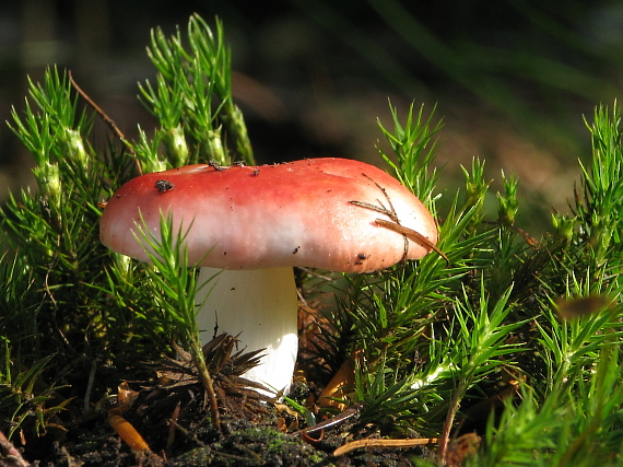 plávka Russula sp.