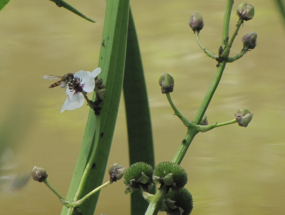 šípovka vodná-šípatka střelolistá Sagittaria sagittifolia L.