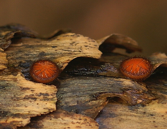 štítovnička Scutellinia sp.