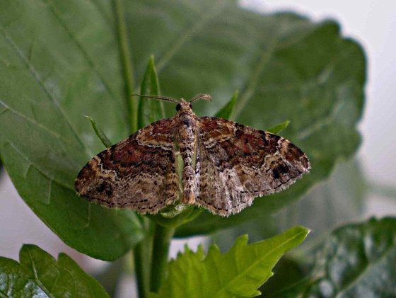 Piadivka hnedočervená Xanthorhoe spadicearia