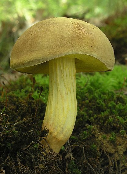 suchohríb plstnatý Xerocomus subtomentosus L.