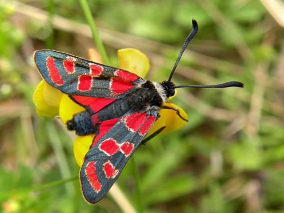 vretienka vičencová Zygaena carniolica