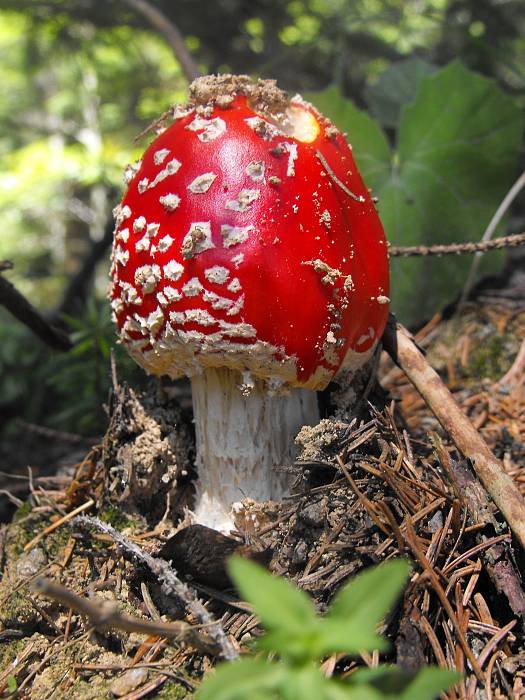 muchotrávka červená Amanita muscaria (L.) Lam.