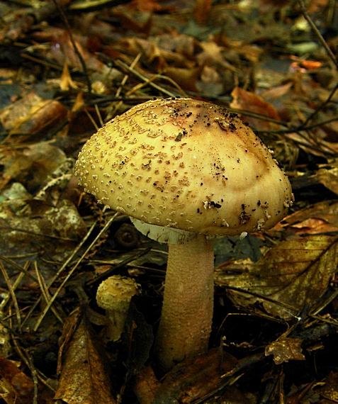 muchotrávka červenkastá Amanita rubescens Pers.