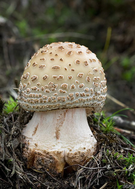 muchotrávka červenkastá Amanita rubescens Pers.