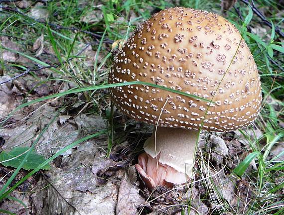 muchotrávka červenkastá Amanita rubescens Pers.