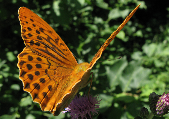 perlovec striebristopásavý Argynnis paphia Linnaeus, 1758