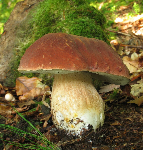 hríb sosnový Boletus pinophilus Pil. et Dermek in Pil.