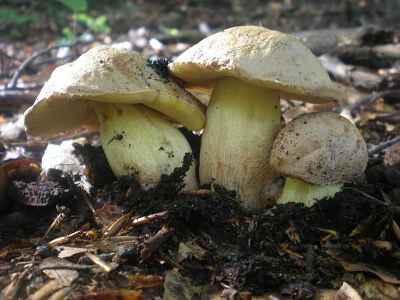 hríb príveskatý Butyriboletus appendiculatus (Schaeff. ex Fr.) Secr.