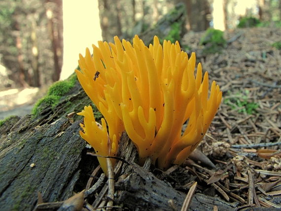 parôžkovec lepkavý-krásnorůžek lepkavý Calocera viscosa (Pers.) Fr.