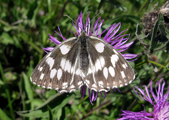 očkáň timotejkový Melanargia galathea