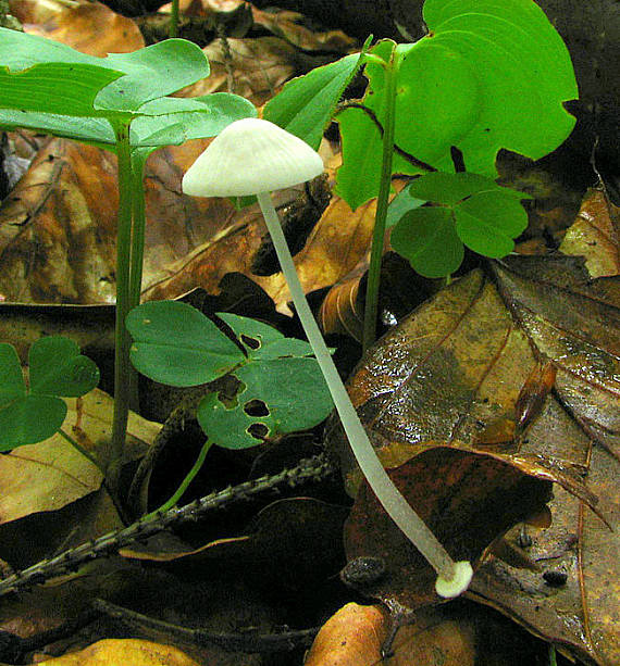 prilbička (v.s. diskovitá) Mycena sp.