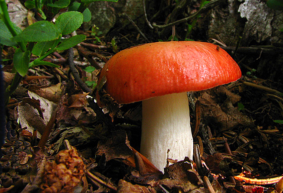 plávka škodlivá Russula emetica (Schaeff.) Pers.