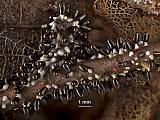 valcoplodka bielostopkatá - Lysoblanka bělonohá