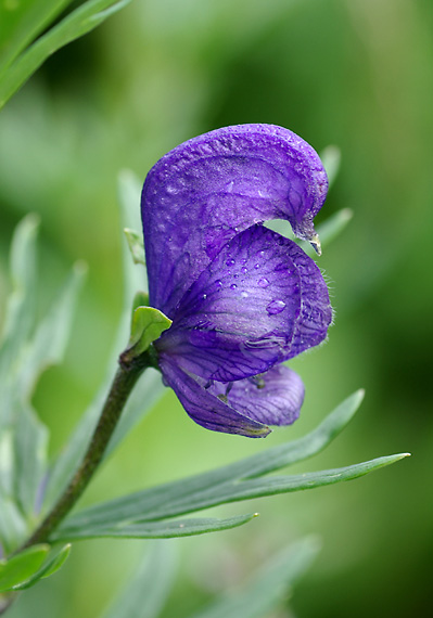 prilbica - oměj šalamounek Aconitum plicatum Rchb.