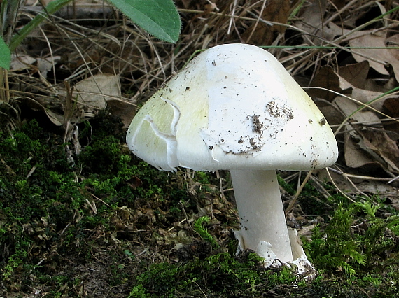 muchotrávka zelená Amanita phalloides (Vaill. ex Fr.) Link