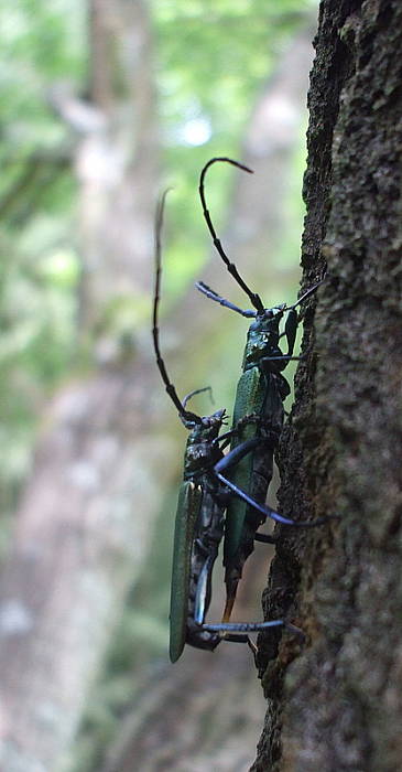 fuzáč pižmový Aromia moschata