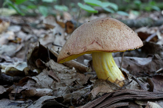 zlatohríb úhľadný Aureoboletus gentilis (Quél.) Pouzar