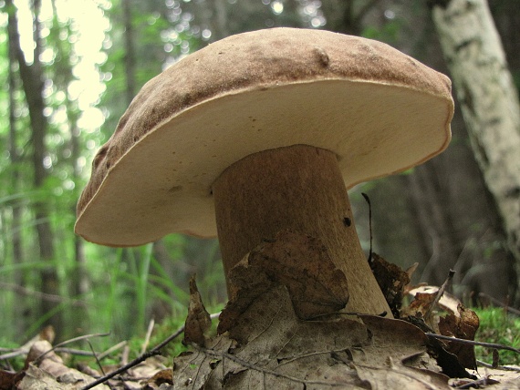 hríb bronzový Boletus aereus Bull. ex Fr.