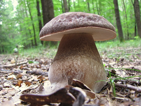 hríb bronzový Boletus aereus Bull. ex Fr.