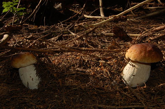 bráškovia Boletus edulis Bull.