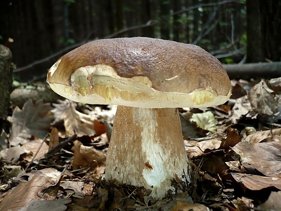 hríb smrekový Boletus edulis Bull.