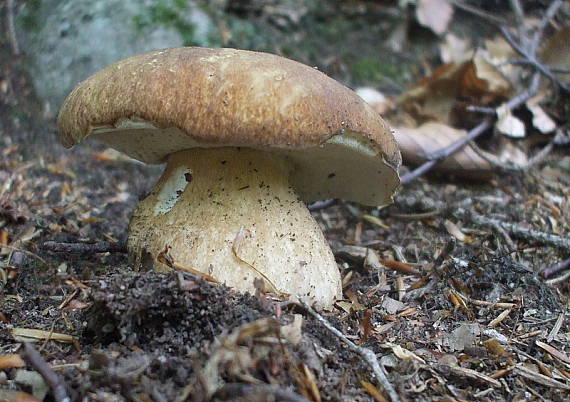 hríb dubový Boletus reticulatus Schaeff.