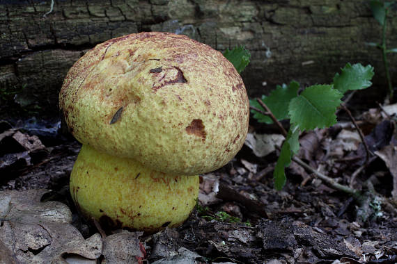 hríb vínovočervený Boletus rhodopurpureus f. xanthopurpureus  Smotl.