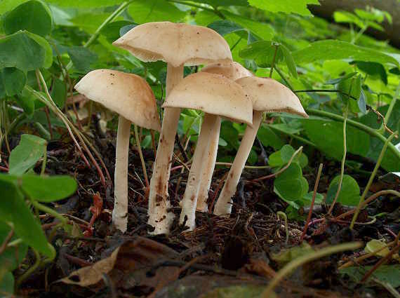 peniazovka Collybia sp.