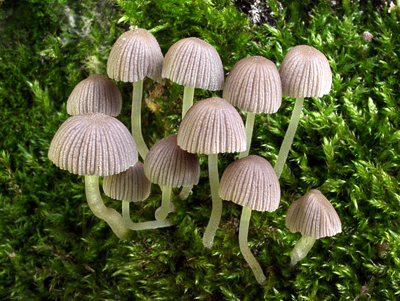 hnojník rozsiaty Coprinellus disseminatus (Pers.) J.E. Lange