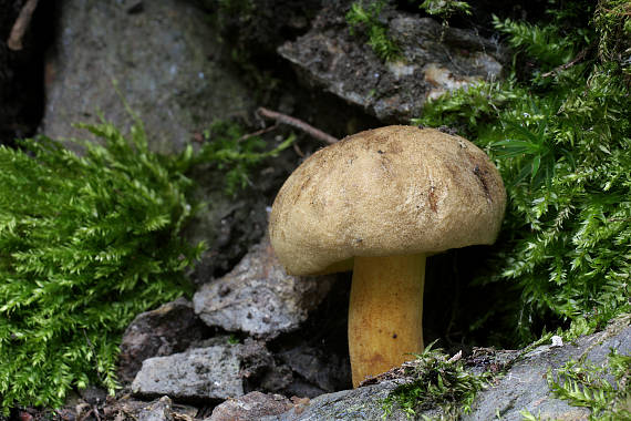 hríb modrejúci Cyanoboletus pulverulentus (Opat.) Gelardi, Vizzini & Simonini