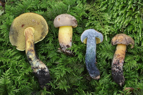 hríb modrejúci Cyanoboletus pulverulentus (Opat.) Gelardi, Vizzini & Simonini