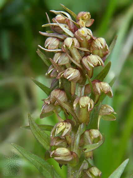 vstavačovec zelený Dactylorhiza viridis (L.) A.M. Bateman, A.M. Pridgeon &amp; M. Chase