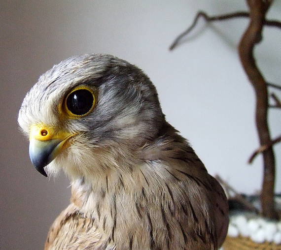sokol myšiar (pustovka) (Vörös vércse) Falco tinnunculus