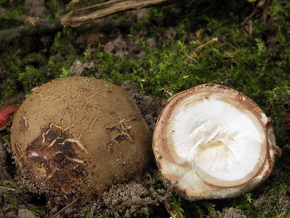 hviezdovka vlasatá Geastrum melanocephalum (Czern.) V.J. Staněk