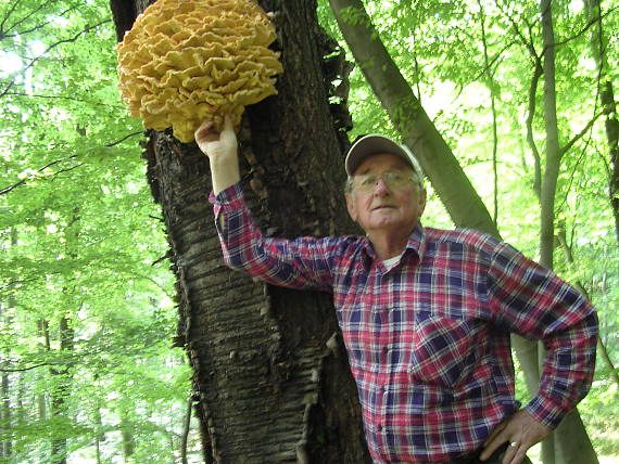 sírovec obyčajný Laetiporus sulphureus (Bull.ex Fr.) Murrill