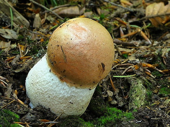 kozák Leccinum sp.